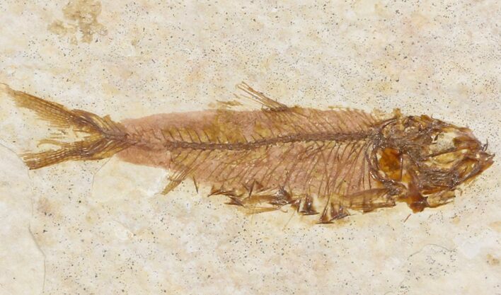 Small Knightia Fossil Fish - Wyoming #41031